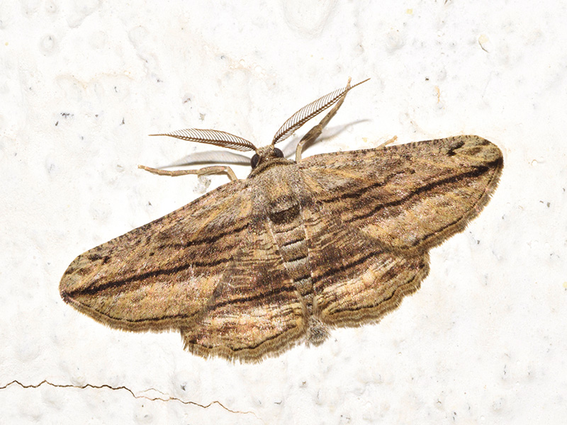 Menophra harterti - Geometridae